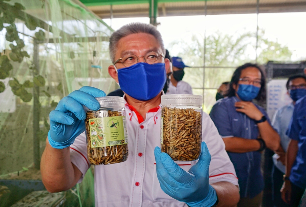 科艺部培殖黑水虻 减轻农民饲料负担